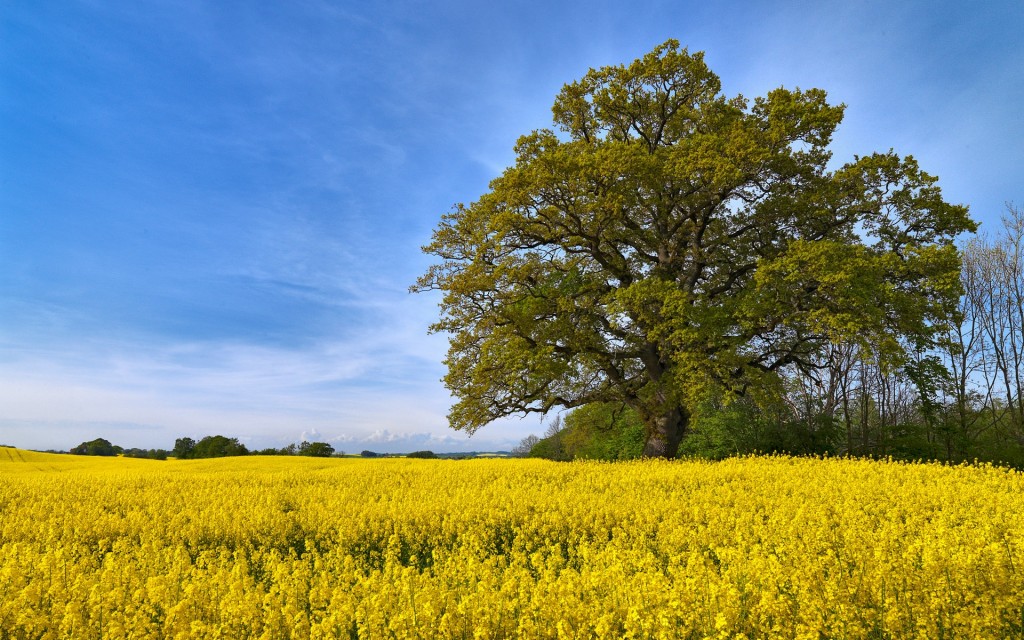 swedish field view