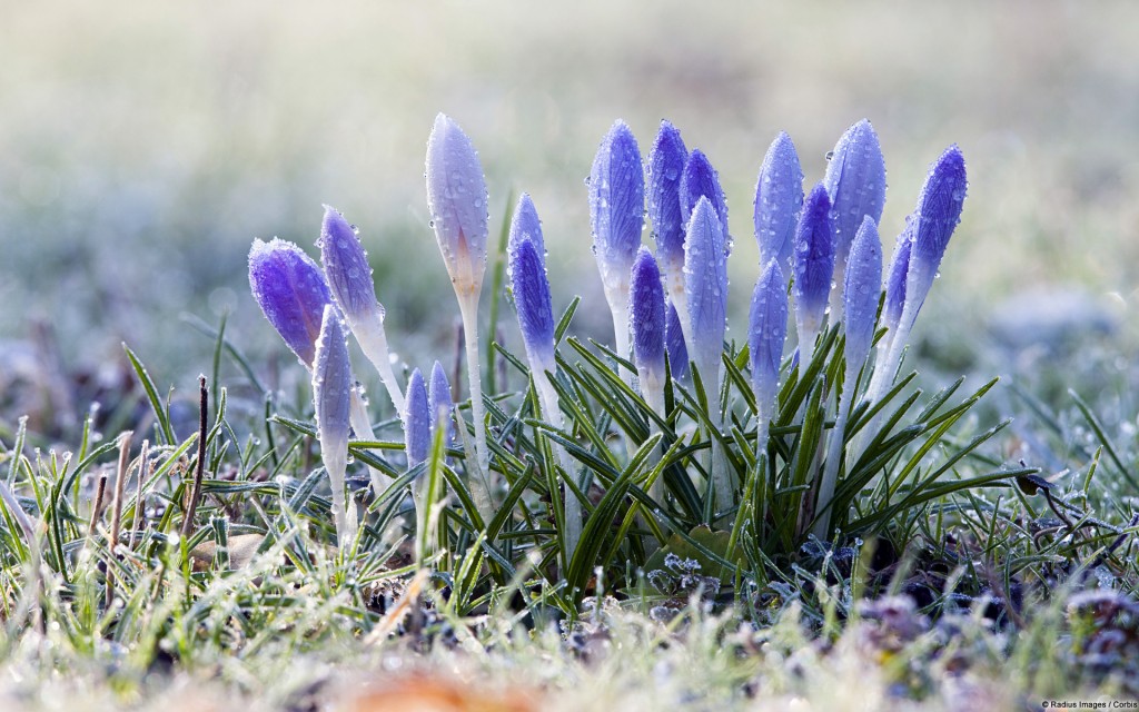 Crocuses and Frozen Dew