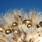 Tragopogon Seeds