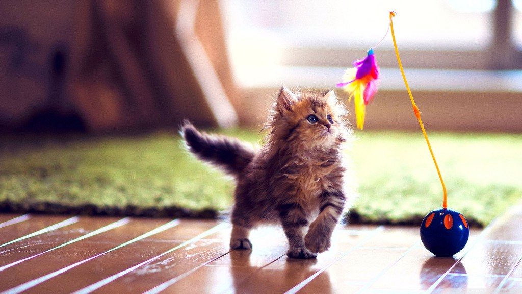 cute_kitten_playing-wallpaper-2560x1440